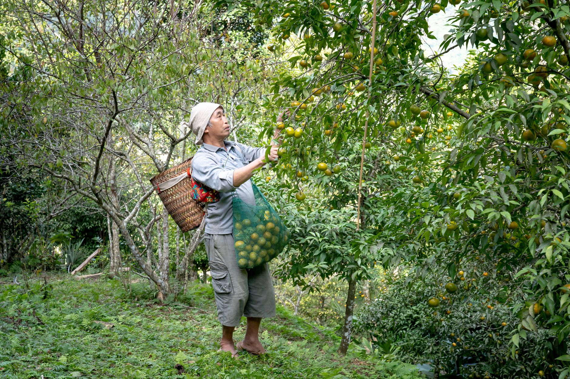 Asian farmer picking citrus fruits in lush green orchard, capturing nature's bounty.