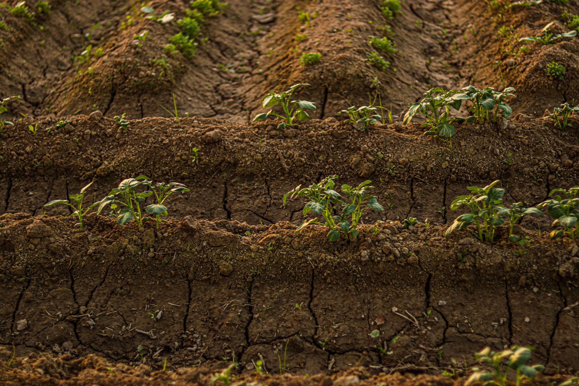 Close-up of young plants growing in neat rows on cracked soil in a farm field.