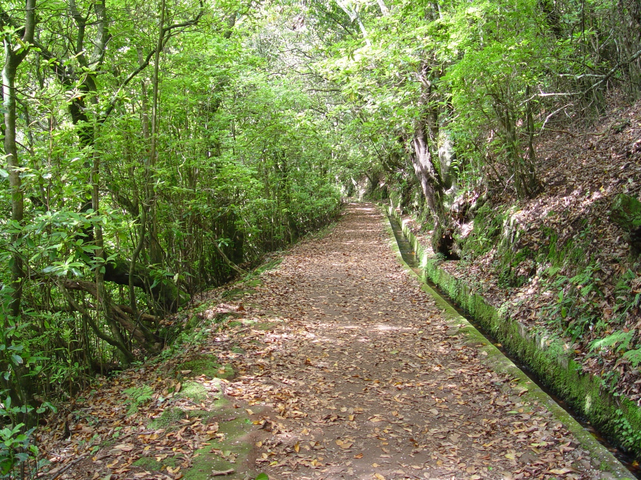 Levada do Furado (Madeira)