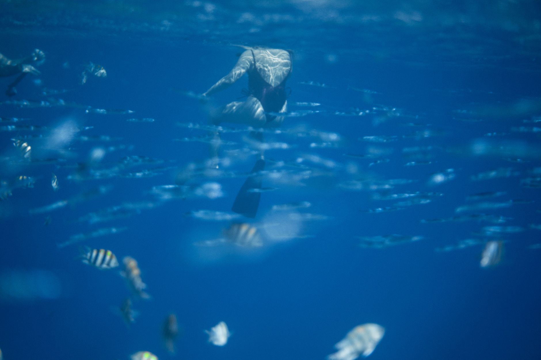 Captivating underwater view featuring a diver swimming among a school of tropical fish.