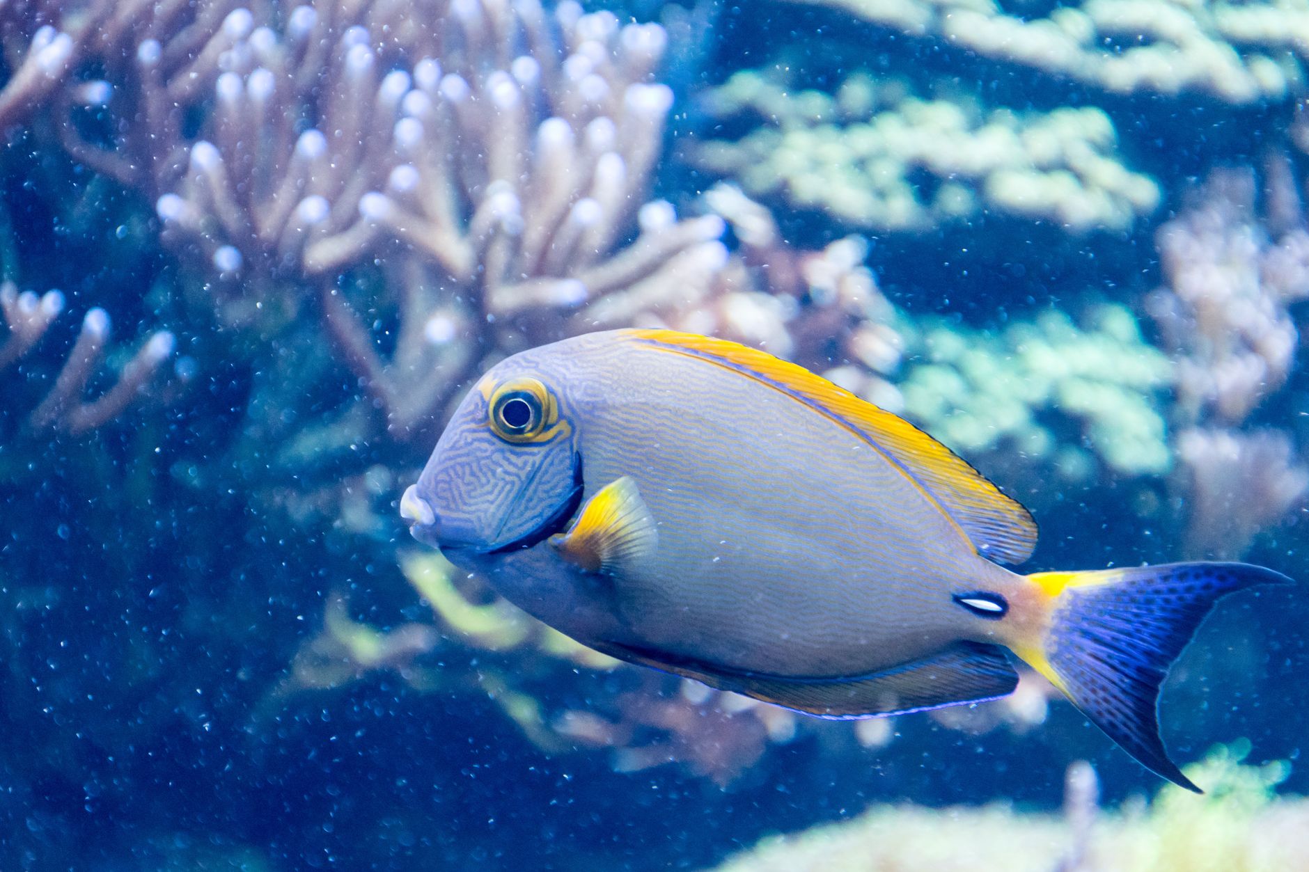 A vivid tang fish swimming gracefully in a vibrant coral reef underwater scene, showcasing marine life beauty.