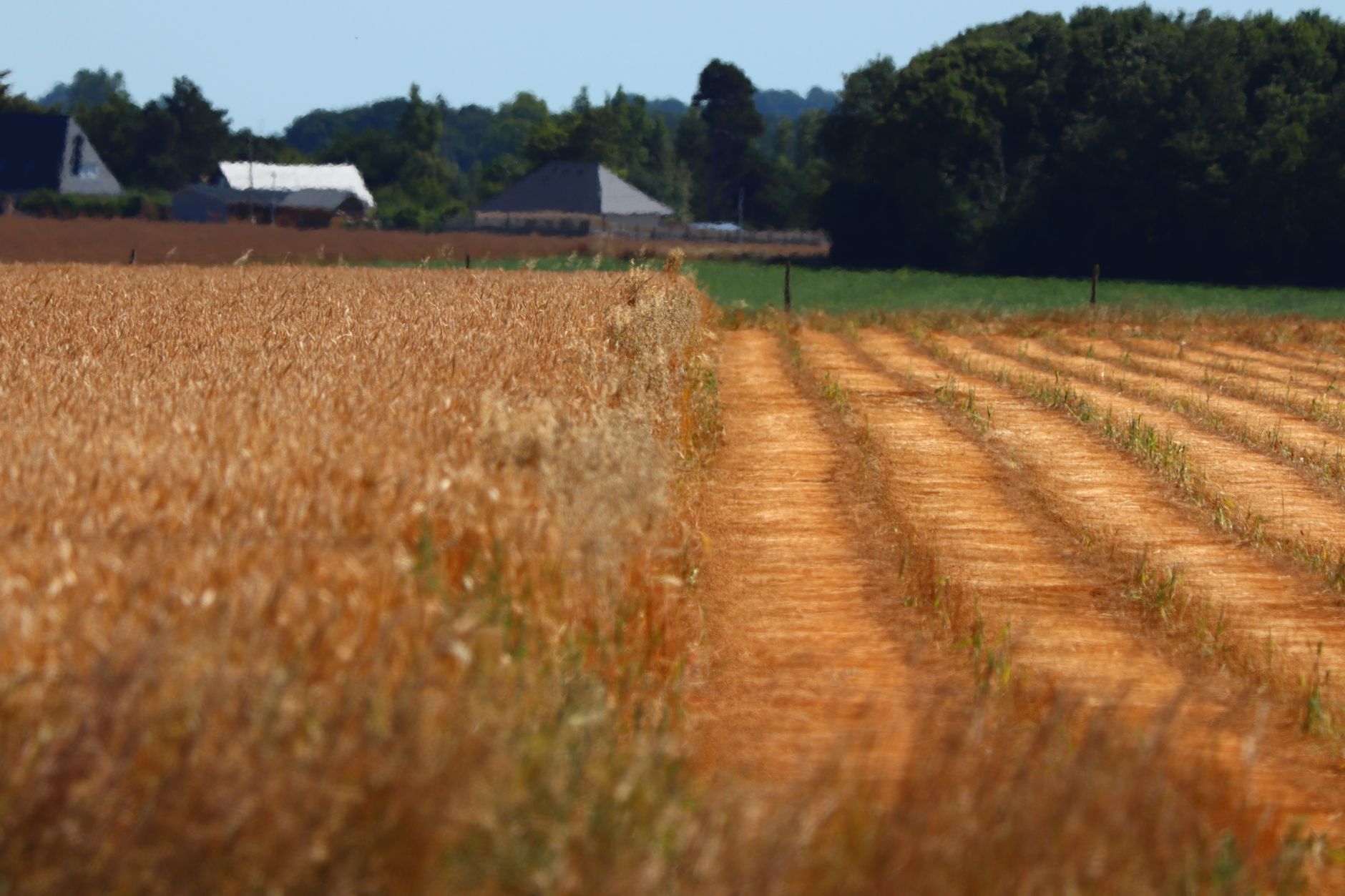 Expansive wheat field in summer with farm buildings in the background, under a clear blue sky.