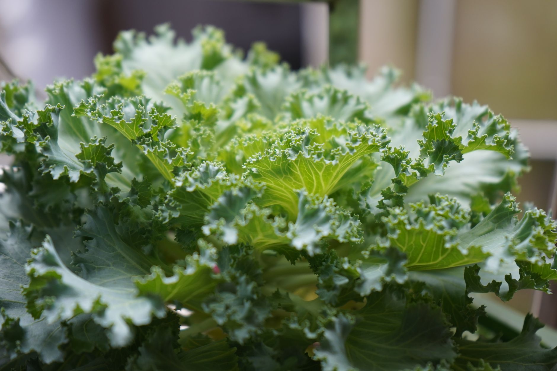 Vibrant close-up of fresh and nutritious curly kale leaves under natural light.