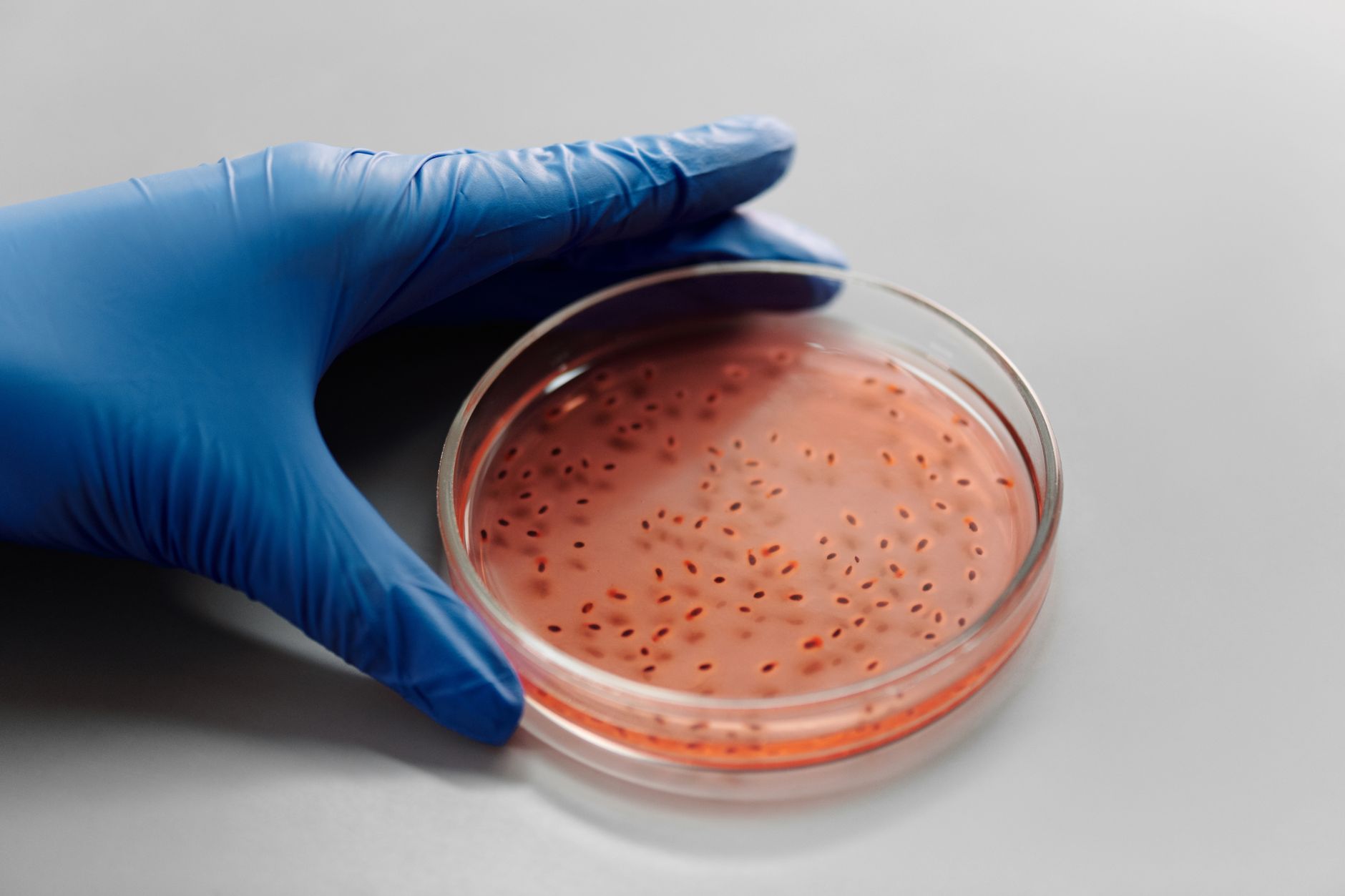Équipement de laboratoire utilisé pour maintenir des cultures cellulaires